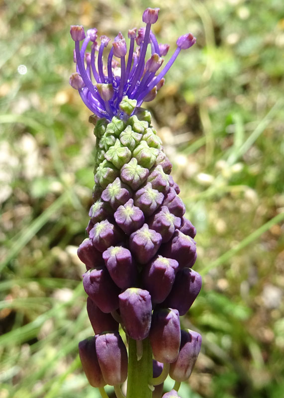 Muscari comosum - Asparagageae